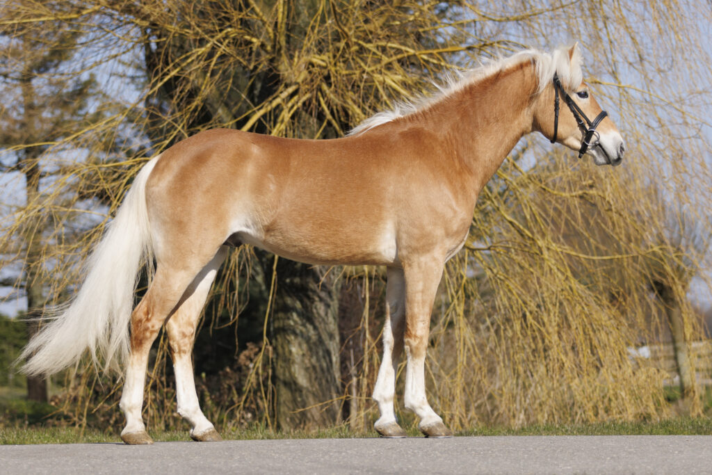 Arlon - Leestensch Hof