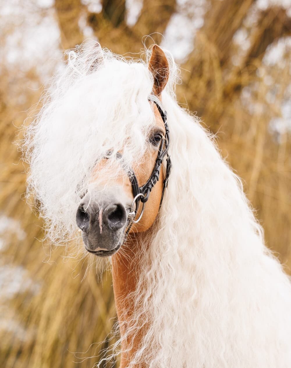 Alpenschnee-portret-scaled-1